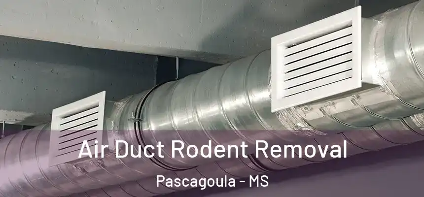  Air Duct Rodent Removal Pascagoula - MS