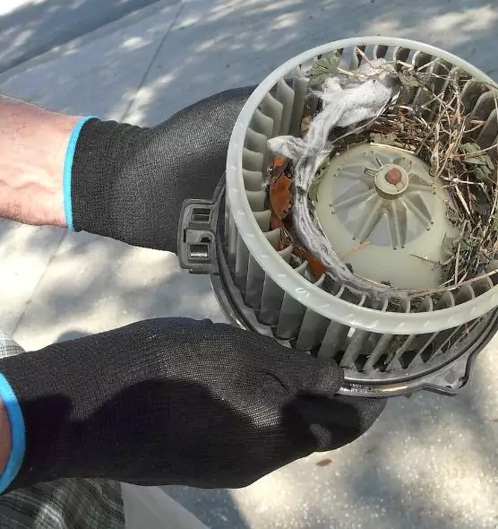 About Air Duct Mice Removal in Pascagoula, MS